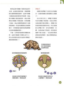 超強圖解貓慢性腎臟疾病早期診斷與控制旗標