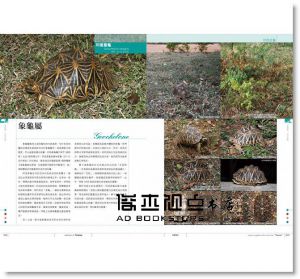 陸龜超圖鑑：物種解說、分類飼育方法完全收錄17[海老沼剛]東販