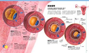 英國DK出版社《懷孕百科：從受孕到生產，以精密圖解漫步孕程》楓葉社文化