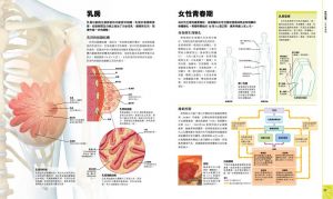 英國DK出版社《懷孕百科：從受孕到生產，以精密圖解漫步孕程》楓葉社文化