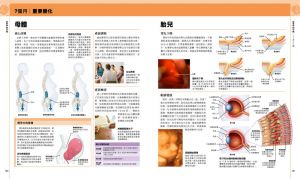 英國DK出版社《懷孕百科：從受孕到生產，以精密圖解漫步孕程》楓葉社文化