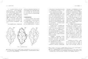 现货 芭芭拉‧安‧布藍能《光之手—人體能量場療癒全書》橡樹林