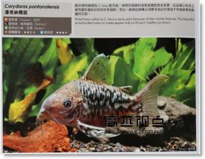 曾偉杰《鼠魚圖典400種》魚雜誌社