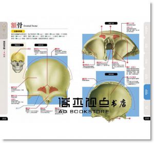 松村天裕, 竹内修《 骨骼 構造＆活動百科》楓葉社文化