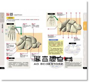 松村天裕, 竹内修《 骨骼 構造＆活動百科》楓葉社文化