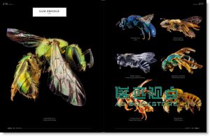 IdN Extra 11：《Cercle》昆虫：对话及图像