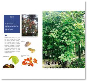 胖胖樹 王瑞閔《看不見的雨林─福爾摩沙雨林植物誌：漂洋來台的雨林植物，如何扎根台灣，建構你我的歷史文明、生活日常》麥浩斯