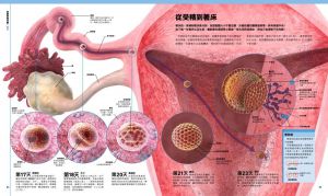 英國DK出版社《懷孕百科：從受孕到生產，以精密圖解漫步孕程》楓葉社文化