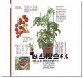 陽臺盆栽小菜園：自種 自摘 自然食在 18[噴泉文化館][NHK出版]