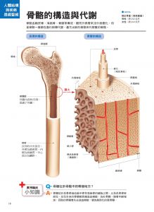 奈良信雄, 菅本一臣《人體結構與疾病透視聖經：看不到的身體構造與疾病，3D立體完整呈現，比X光片更真實、比醫生解說更詳實（內附日本獨家授權3D立體動畫）》大是文化  