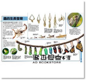 約翰‧伍德沃德《超能力昆蟲百科：地球上最大、最快、最致命的昆蟲與節肢動物[大石]